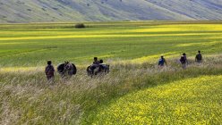 Туристы в сопровождении мулов — стоковое фото