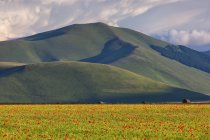 Cultivated fields and flowering poppies — Stock Photo