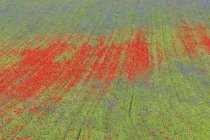 Цветущие маки на полях, посаженных чечевицей — стоковое фото