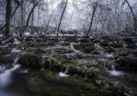 Manantiales forestales que fluyen sobre suelo rocoso - foto de stock