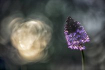 Закрыть цветки орхидеи пурпурной на цветном фоне — стоковое фото