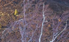 Betulla di alberi di Etna — Foto stock