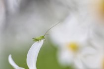 Grasshopper en flor de narciso - foto de stock