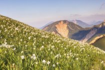 Blühen der wilden Narzissen — Stockfoto