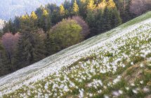 Blühen der wilden Narzissen — Stockfoto