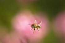 Мед пчелы в полете — стоковое фото