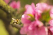 Bee in flight over a pink flower — Stock Photo