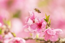 Пчела в полете над розовым цветком — стоковое фото