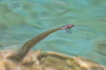 Snake swimming in the lake — Stock Photo
