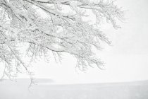 Вишуканий ліс під снігопадом — стокове фото