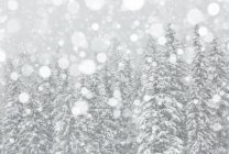 Bosque Fusine bajo la nevada - foto de stock
