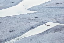 Гриффин в полете над рекой Тальяменто — стоковое фото