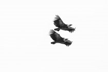 Pair of griffon vulture on flight — Stock Photo