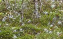 Árvores cobertas com teias de aranha — Fotografia de Stock