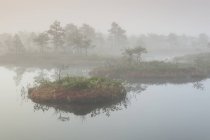 Foggy Mnnikjrve pântano — Fotografia de Stock