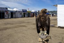 Falco del deserto in cattività — Foto stock