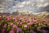 Дикое цветение в Пралонгии на закате — стоковое фото
