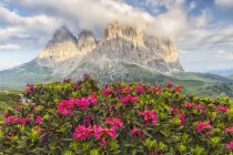 Flores alpinas florecientes - foto de stock