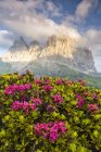 Цветущие альпийские цветы — стоковое фото