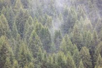 Bosque de montaña en Badia Valley - foto de stock