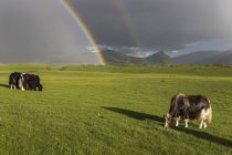 Estepa mongolia con yaks de pastoreo - foto de stock