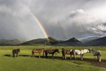Estepe mongol com cavalos domésticos — Fotografia de Stock