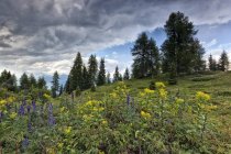 Lpine meadow near Peller hut — Stock Photo