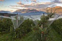 Apfelplantage mit Abdeckung geschützt — Stockfoto