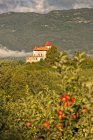 Valer castle and apple orchard — Stock Photo