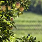 Manzanas amarillas maduras en una plantación de frutas - foto de stock