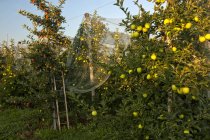 Manzanas maduras en el huerto de manzanas - foto de stock