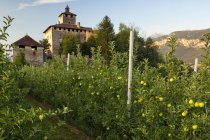 Burg Nanno und Apfelbäume — Stockfoto