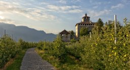 Burg Nanno und Apfelbäume — Stockfoto