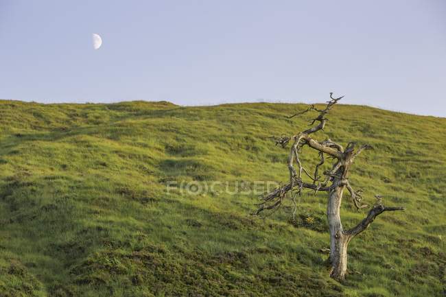 Luna sobre árbol en colina - foto de stock