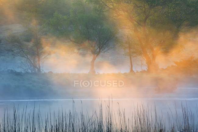 Morgennebel bedeckt Bäume im Wald — Stockfoto