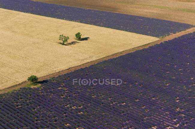 De vastes champs de lavande — Photo de stock