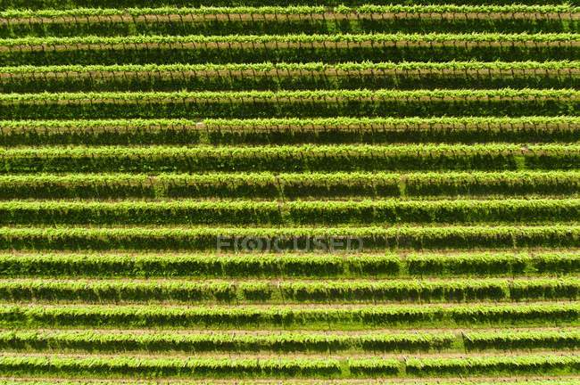 Вид з повітря на винний сад — стокове фото