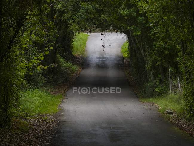 Túnel de folhas sobre estrada molhada — Fotografia de Stock