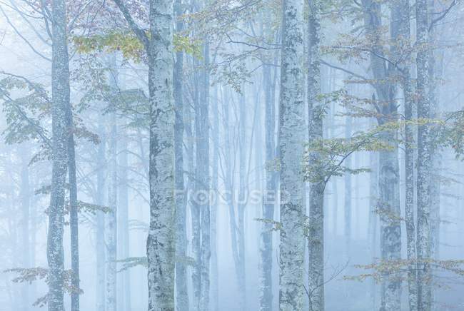 Bosque de Cansiglio durante la mañana brumosa - foto de stock