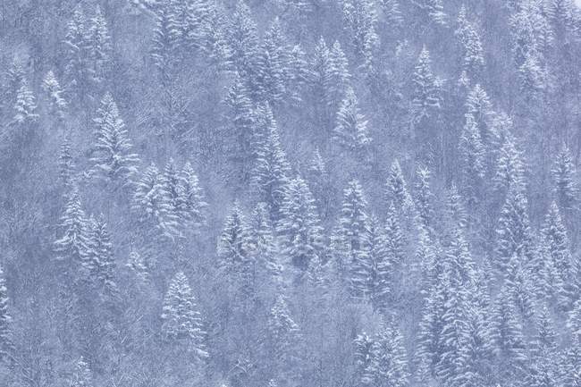 Pineta in inverno — Foto stock