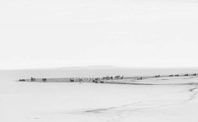 Anatre sul lago di Fusine — Foto stock