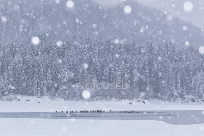 Озеро Фузин в зимнее время — стоковое фото