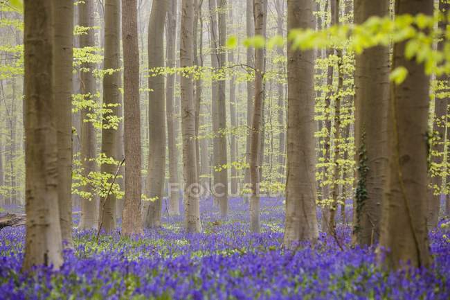 Colpo di Foresta Blu del Belgio — Foto stock