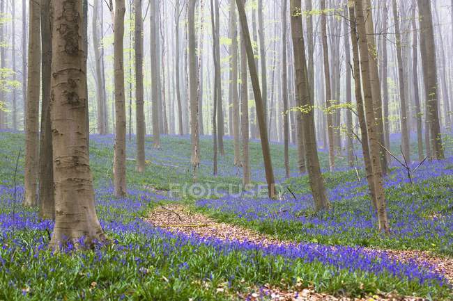 Aufnahme des blauen belgischen Waldes — Stockfoto