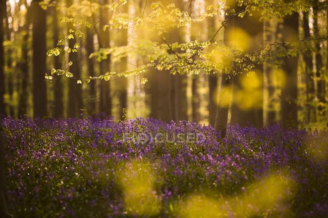 Shot of Blue Forest of Belgium — Stock Photo