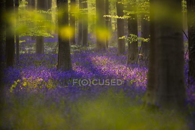 Tournage de la Forêt Bleue de Belgique — Photo de stock