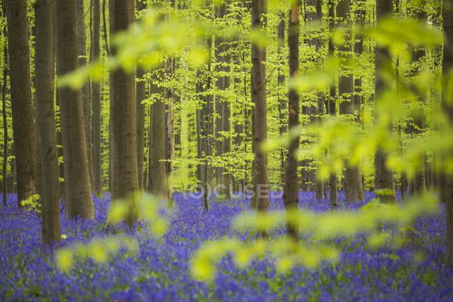 Tiro de Floresta Azul da Bélgica — Fotografia de Stock