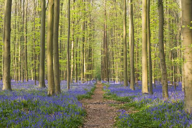 Shot of Blue Forest of Belgium — Stock Photo