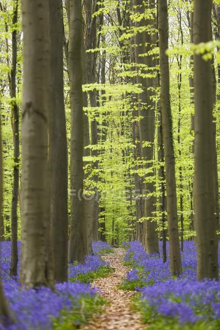 Tiro del Bosque Azul de Bélgica - foto de stock