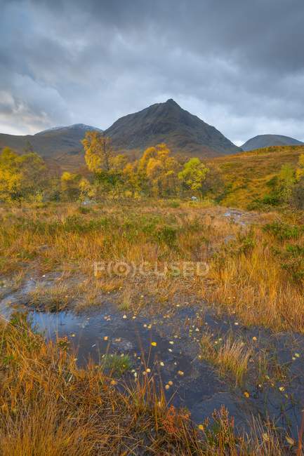 Boggy land with sparse trees — Stock Photo